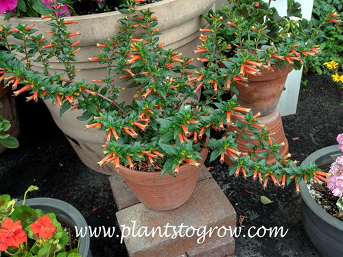 Cuphea Vermillionaire
This plant is growing in the hot sun for 75% of the day.